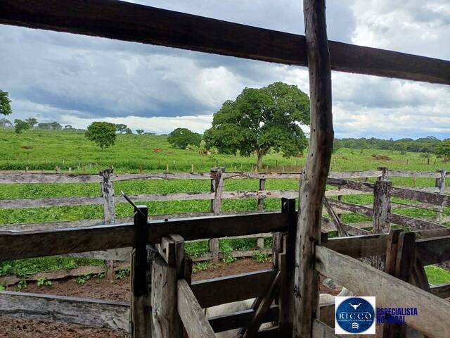 #3772 - Fazenda para Venda em Paranã - TO