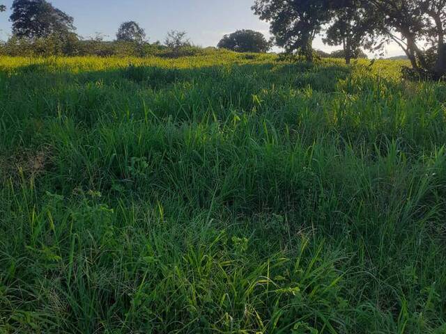 #3773 - Fazenda para Venda em Paranã - TO