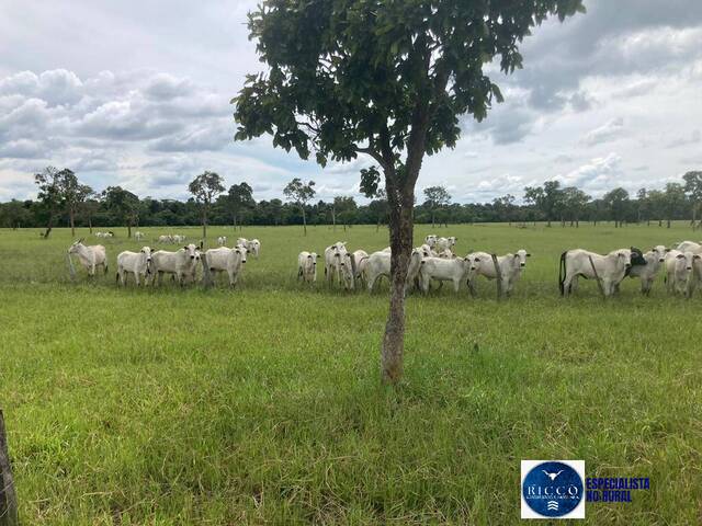 #3789 - Fazenda para Venda em Dois Irmãos do Tocantins - TO