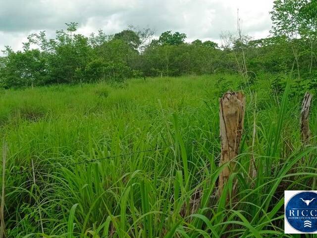 #3792 - Fazenda para Venda em Floriano - PI