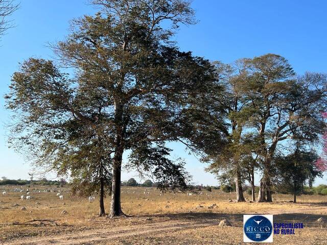 Venda em zona rural - Nova Xavantina