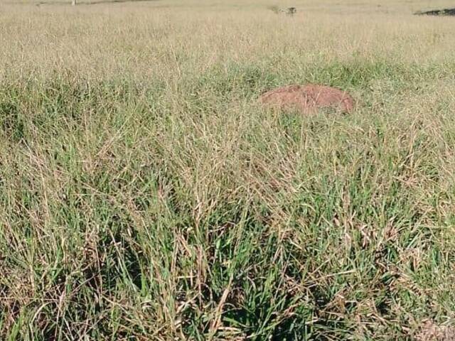 Chácara para Venda em São Francisco de Goiás - 4