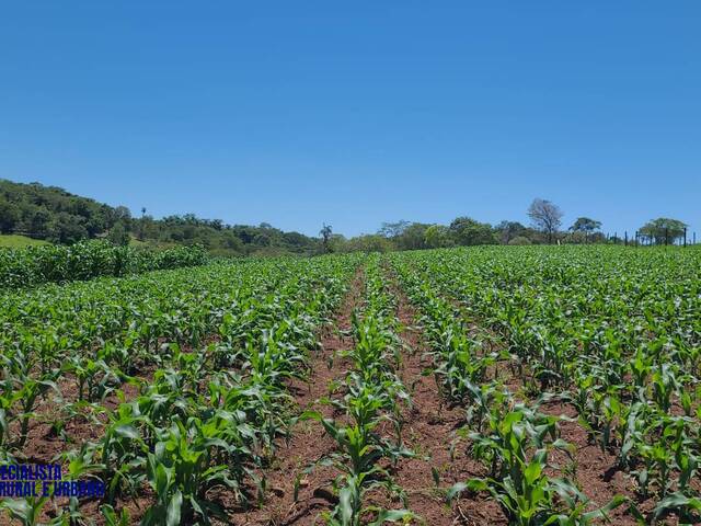 Chácara para Venda em Nerópolis - 5