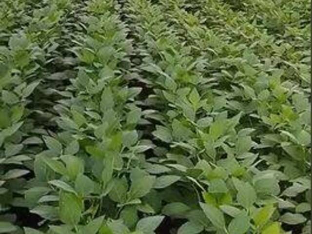 #3852 - Fazenda para Venda em Jaupaci - GO