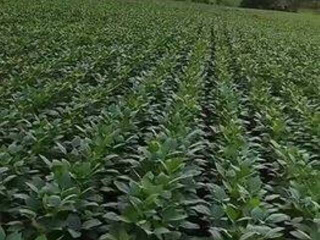 #3852 - Fazenda para Venda em Jaupaci - GO