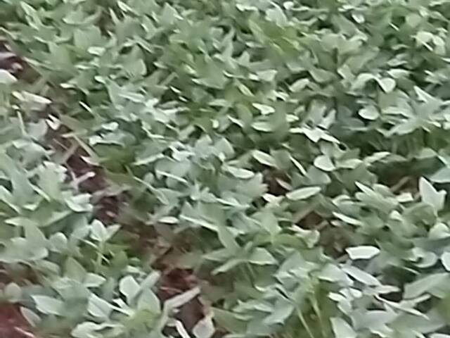 #3852 - Fazenda para Venda em Jaupaci - GO