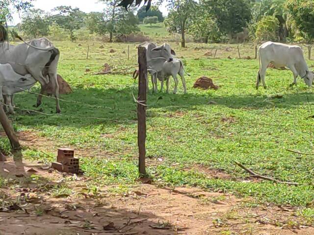 #3853 - Fazenda para Venda em Montes Claros de Goiás - GO