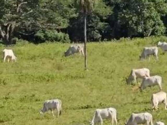 #3858 - Fazenda para Venda em Indiara - GO
