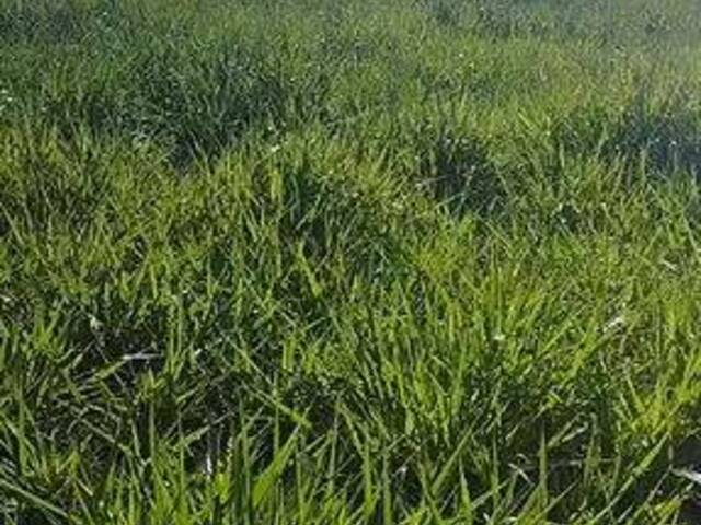 #3862 - Fazenda para Venda em Jussara - GO