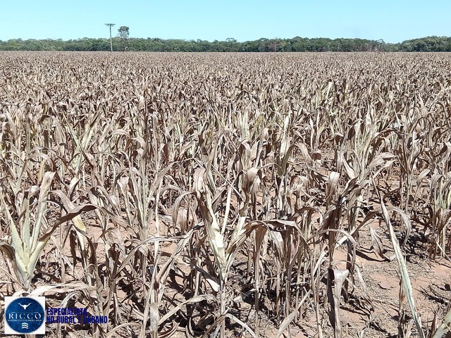 #3863 - Fazenda para Venda em Pedro Afonso - TO