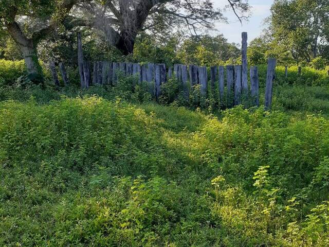 Fazenda para Venda em Taipas do Tocantins - 5