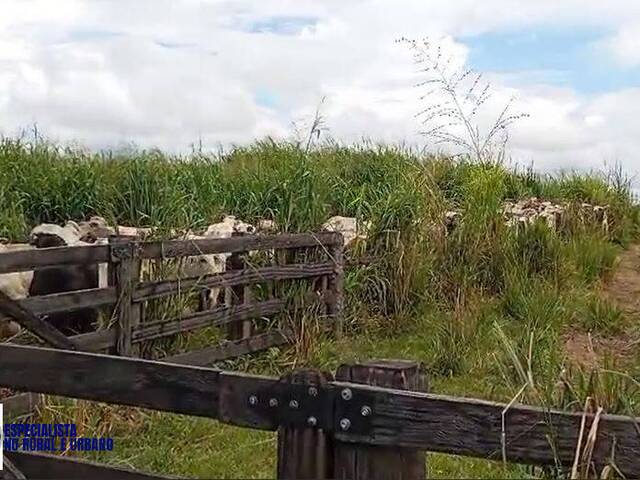 #3913 - Fazenda para Venda em Alto Alegre - RR