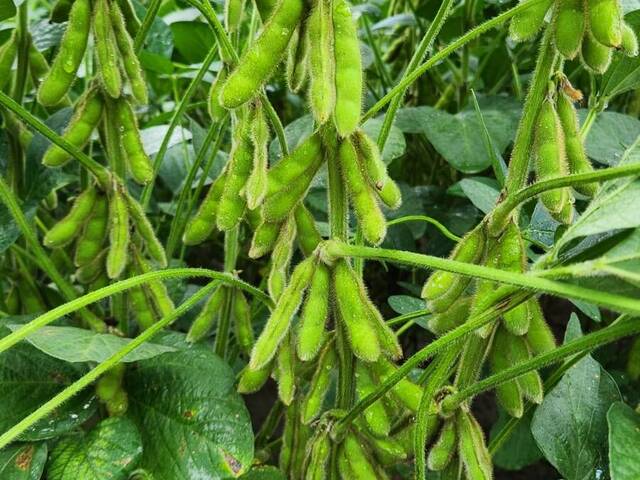 #3933 - Fazenda para Venda em Uruçuí - PI
