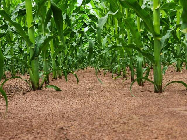 #3933 - Fazenda para Venda em Uruçuí - PI