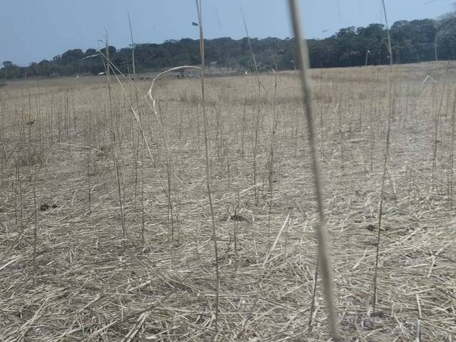 #3943 - Fazenda para Venda em Silvânia - GO