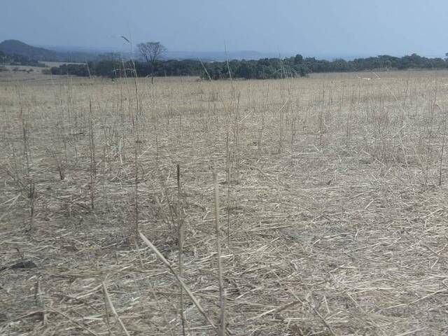 Fazenda para Venda em Silvânia - 4
