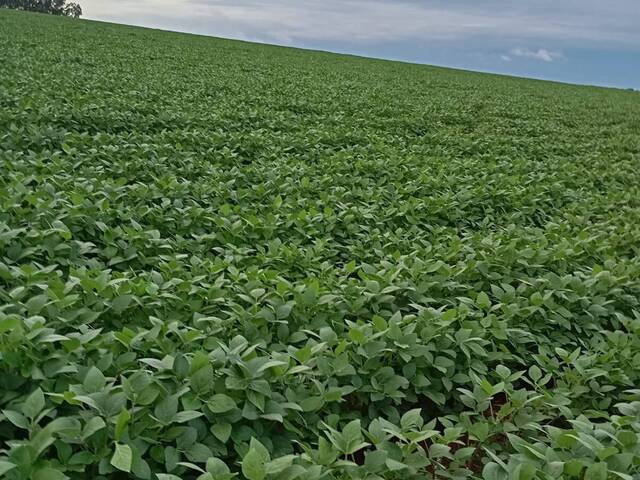 #3954 - Fazenda para Venda em Piracanjuba - GO