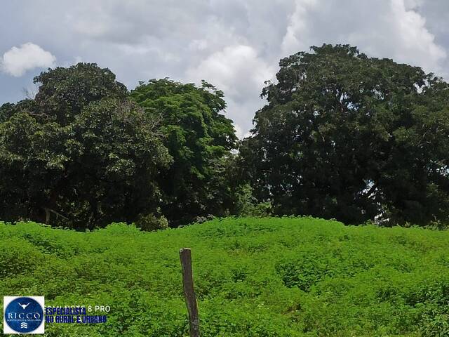 #3964 - Fazenda para Venda em Amorinópolis - GO