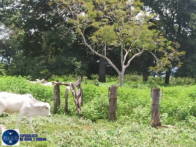 #3964 - Fazenda para Venda em Amorinópolis - GO