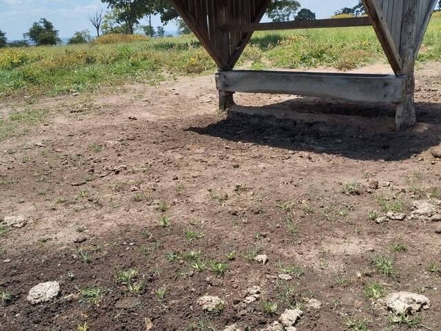 Fazenda para Venda em Campestre de Goiás - 5