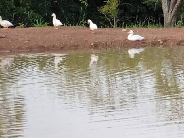 Chácara para Venda em Bela Vista de Goiás - 4