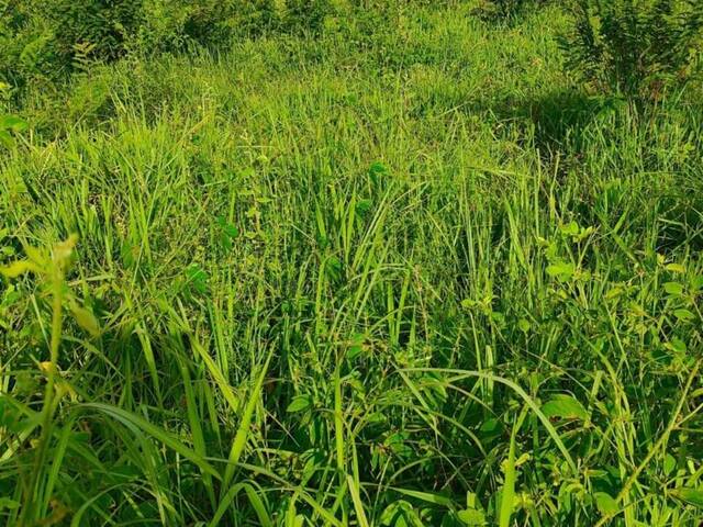 Sítio para Venda em Minaçu - 5