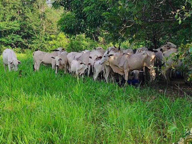 Sítio para Venda em Minaçu - 4