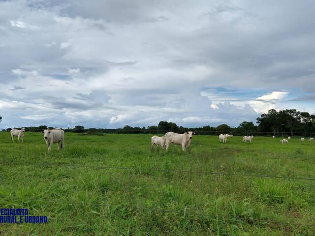 Fazenda para Venda em Porangatu - 4
