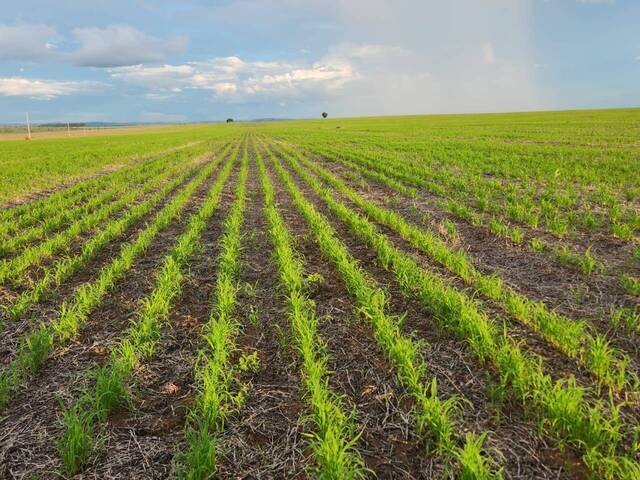 #3996 - Fazenda para Venda em Baliza - GO