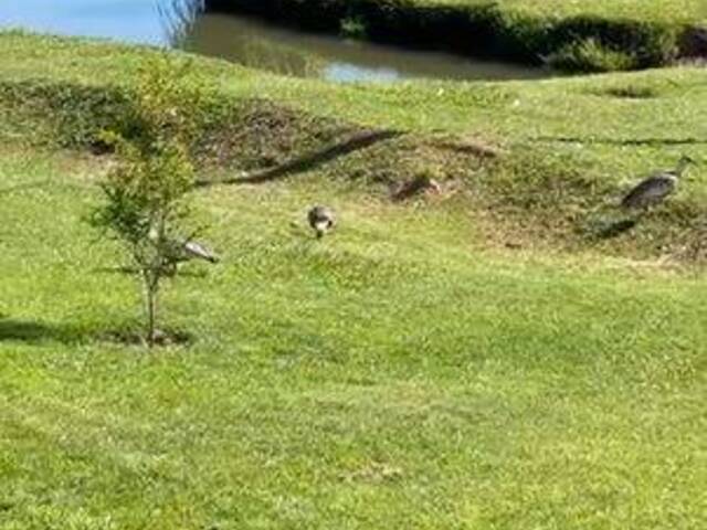 #4005 - Fazenda para Venda em Serranópolis - GO