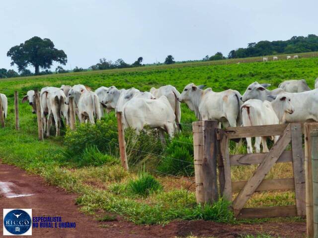 #4007 - Fazenda para Venda em Alvorada - TO