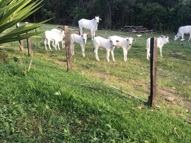 #4013 - Fazenda para Venda em Cocalzinho de Goiás - GO