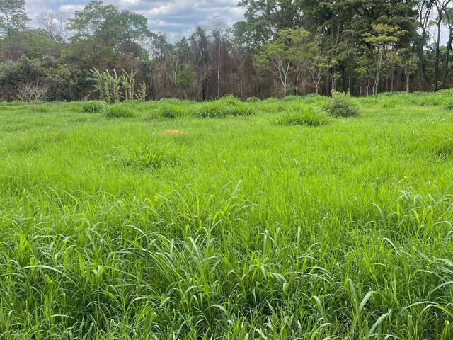 #4013 - Fazenda para Venda em Cocalzinho de Goiás - GO