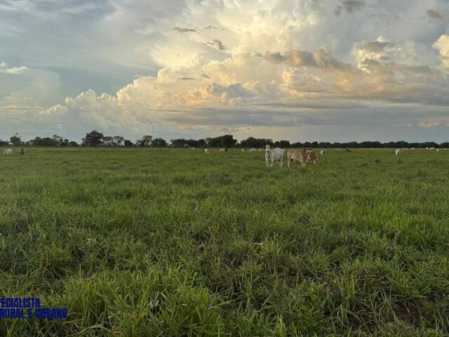 Fazenda para Venda em Aruanã - 5