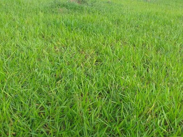 #4038 - Chácara para Venda em São Luís de Montes Belos - GO