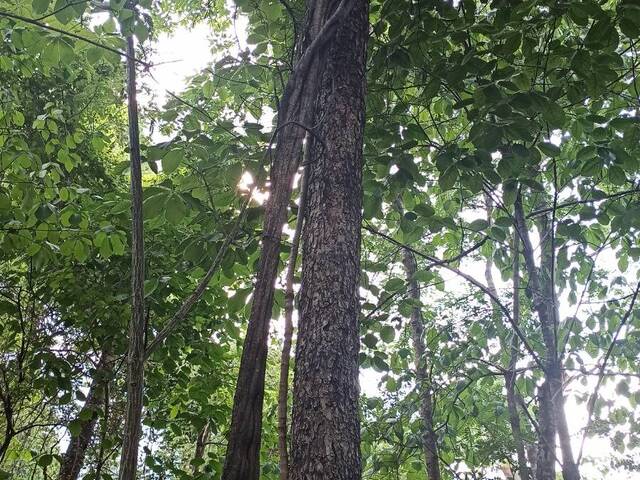 Fazenda para Venda em Alto Paraíso de Goiás - 4
