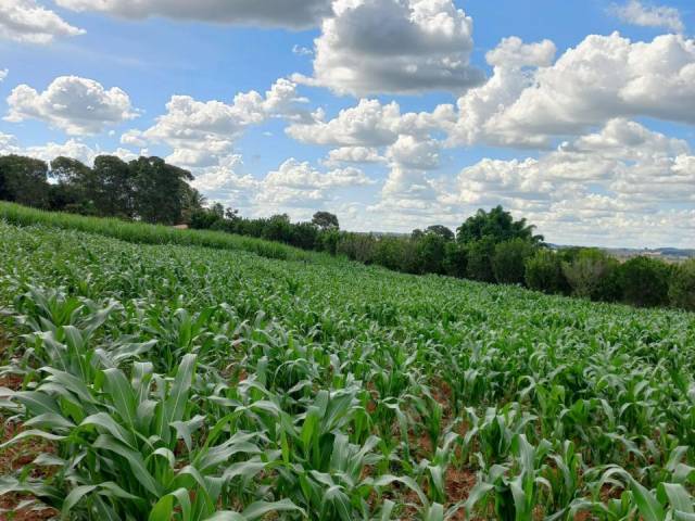 #4081 - Chácara para Venda em Terezópolis de Goiás - GO