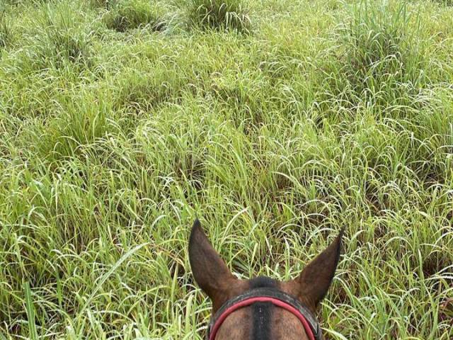 Fazenda para Venda em Nova Crixás - 5