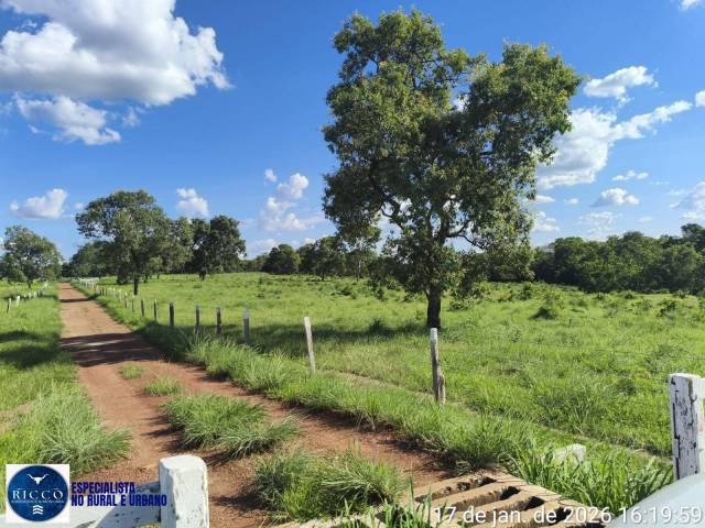 #4125 - Fazenda para Venda em Araguaçu - TO