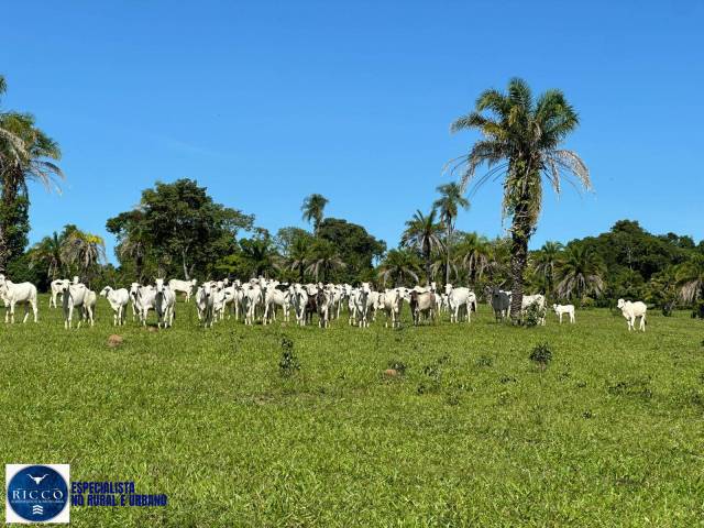 Venda em zona rural - São Luís de Montes Belos
