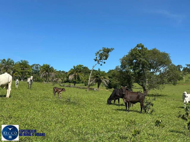 #4097 - Chácara para Venda em São Luís de Montes Belos - GO