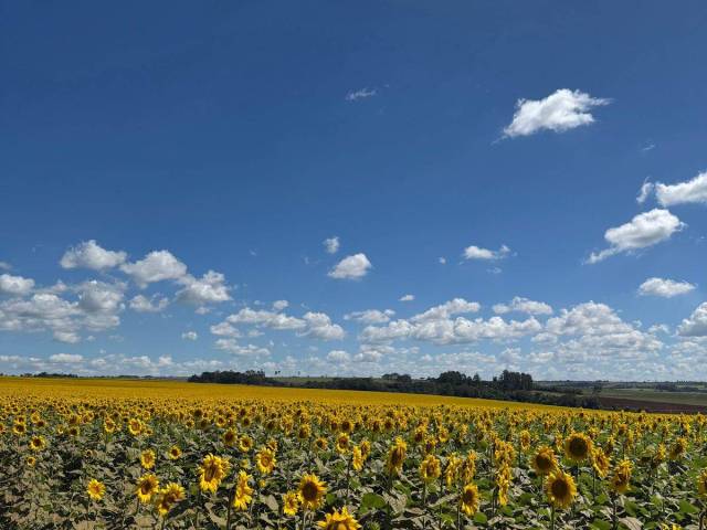 #4162 - Chácara para Venda em Anápolis - GO
