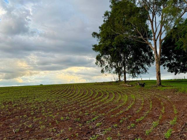 Chácara para Venda em Anápolis - 4
