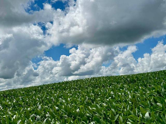 Chácara para Venda em Anápolis - 5