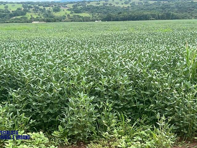#4170 - Fazenda para Venda em Iporá - GO