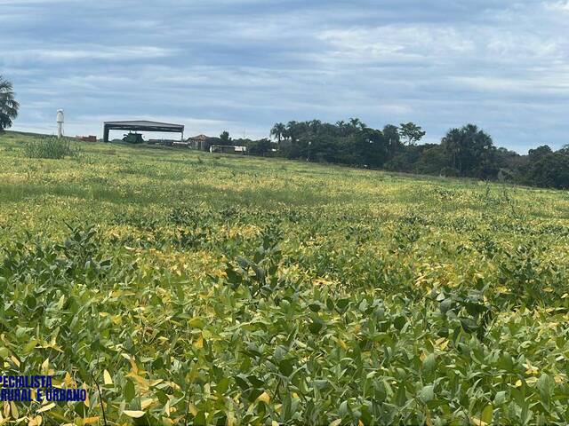 Fazenda para Venda em Iporá - 5