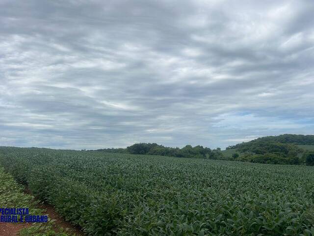 Fazenda para Venda em Iporá - 4