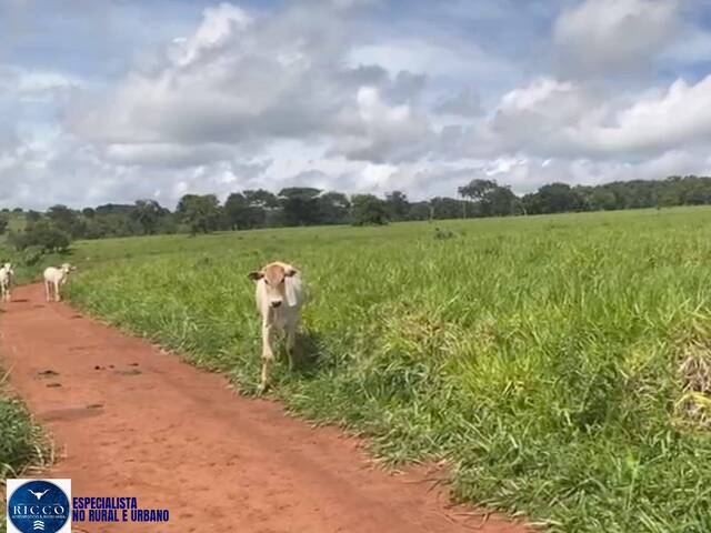#4171 - Fazenda para Venda em Iporá - GO