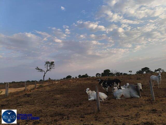Fazenda para Venda em Araguaçu - 5