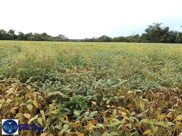 #4197 - Fazenda para Venda em Rio dos Bois - TO